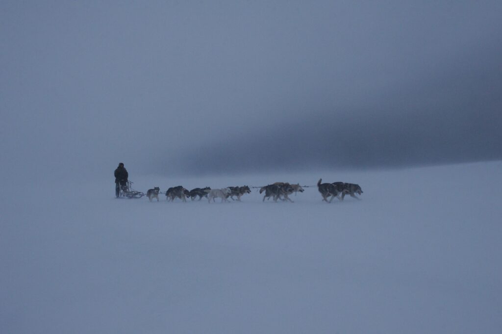 Explore the icy wilderness of Russia with a dog sled team navigating through the frozen landscape.
